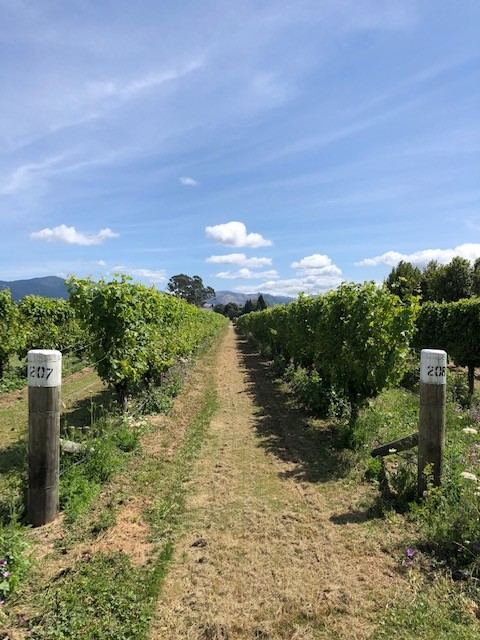 marlborough wine tour