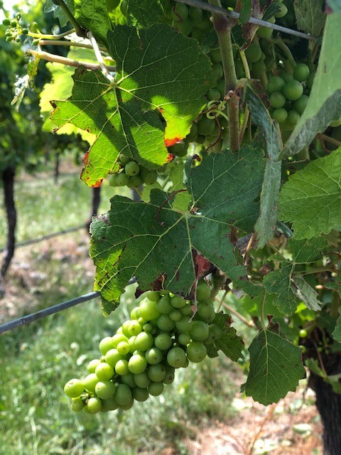 misty cove vineyard