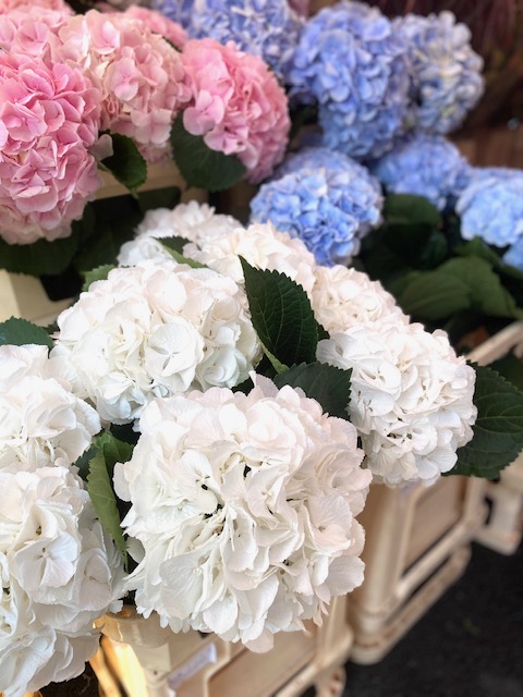 colombia road flower market