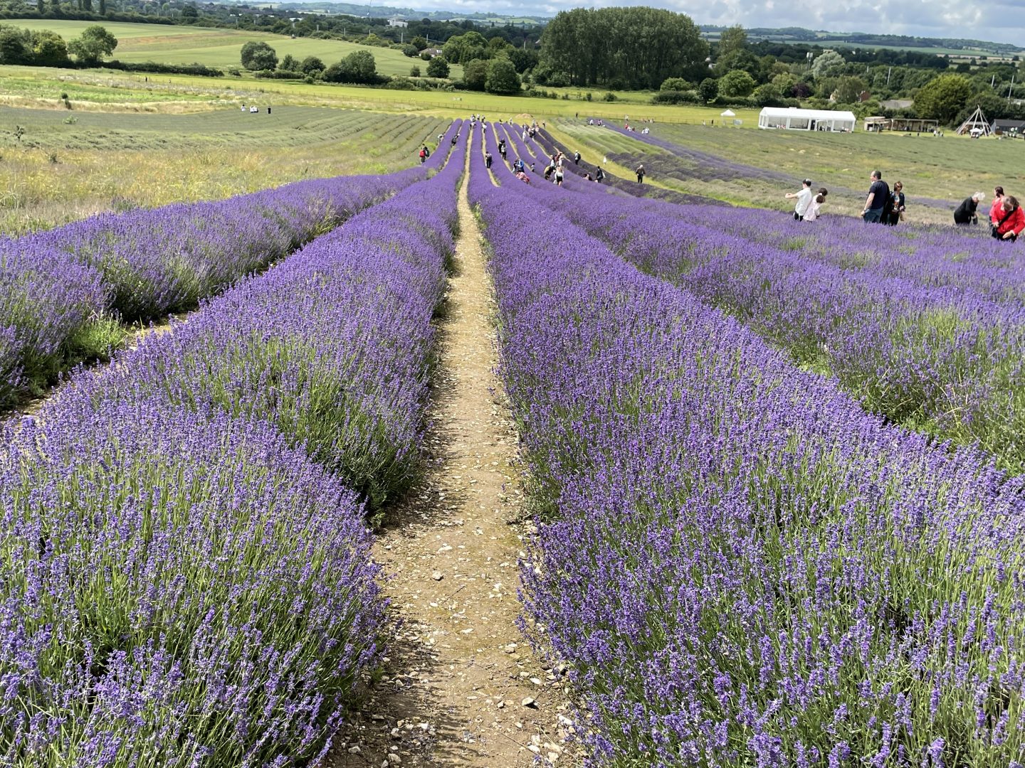 hitchin lavender