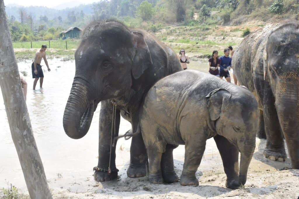 things to do in Chiang Mai