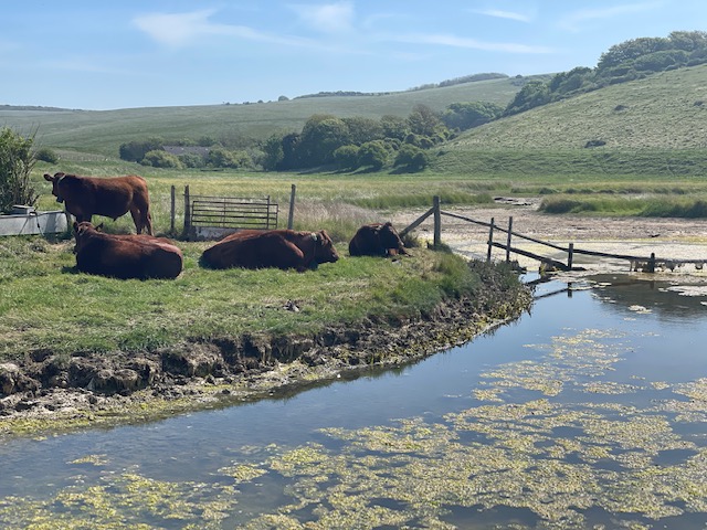 things to do in east sussex