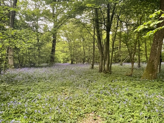 arlington bluebell walk