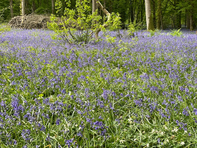 arlington bluebell walk