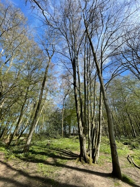 birchanger woods