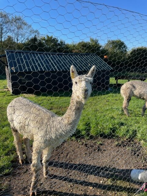 church farm ardley