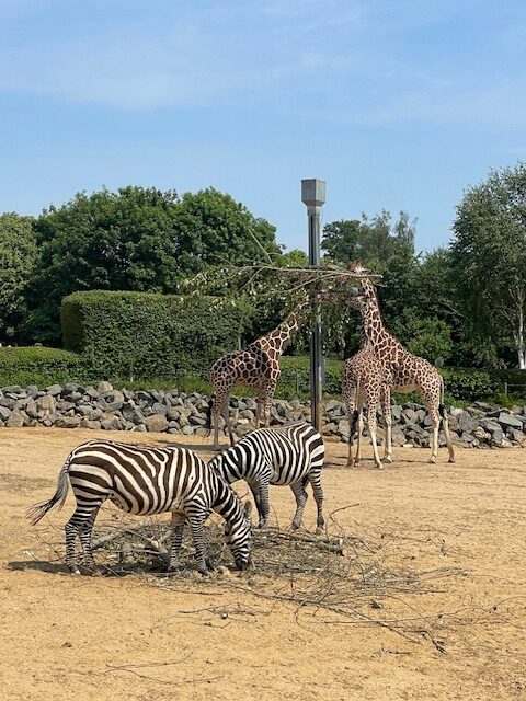 things to do near bishop's stortford