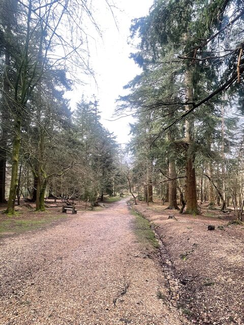 things to do in the new forest