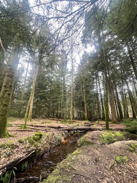 things to do in the new forest