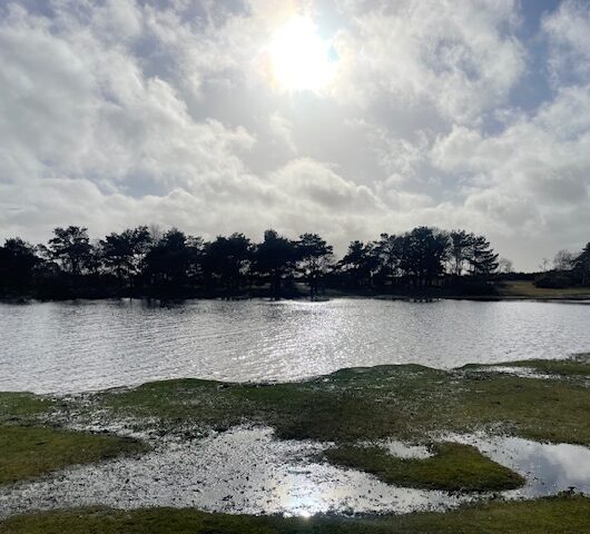 things to do in the new forest