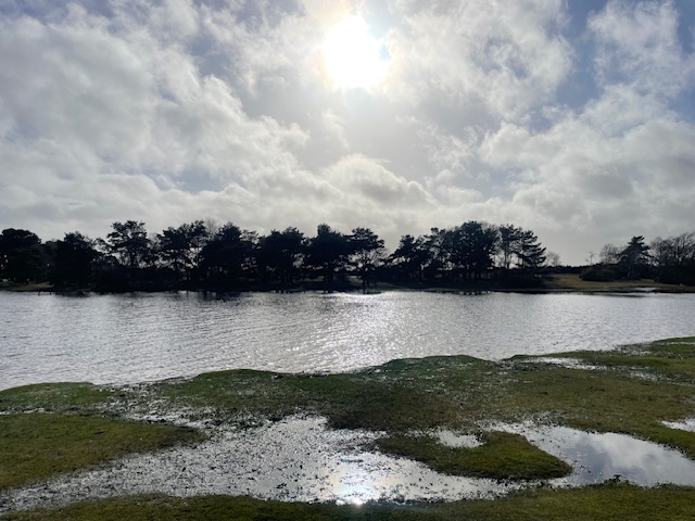 things to do in the new forest