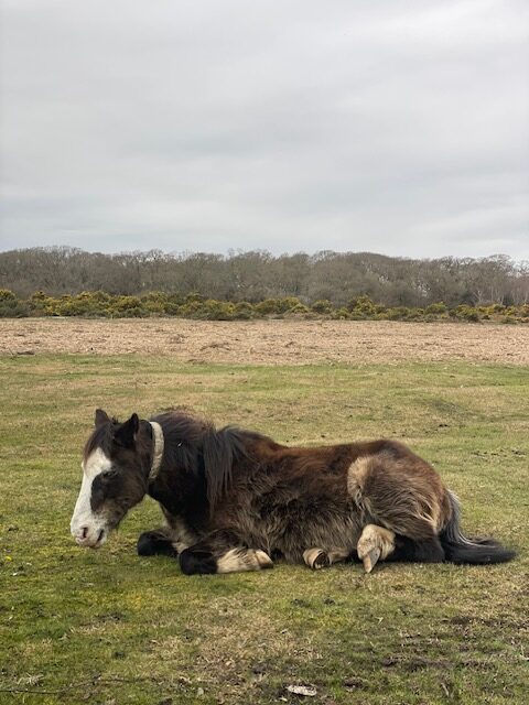 things to do in the new forest