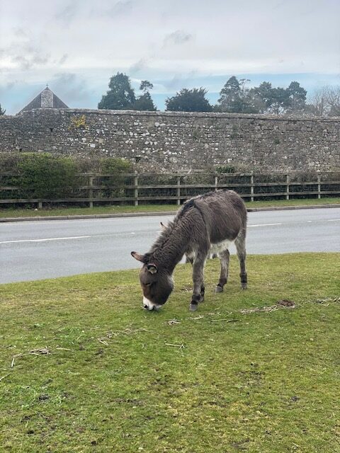 things to do in the new forest